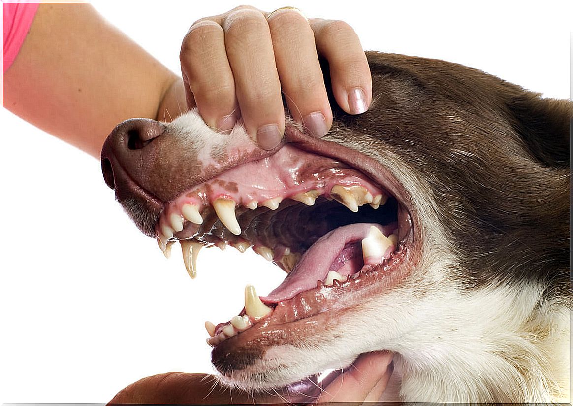 6 consequences of tartar in dogs