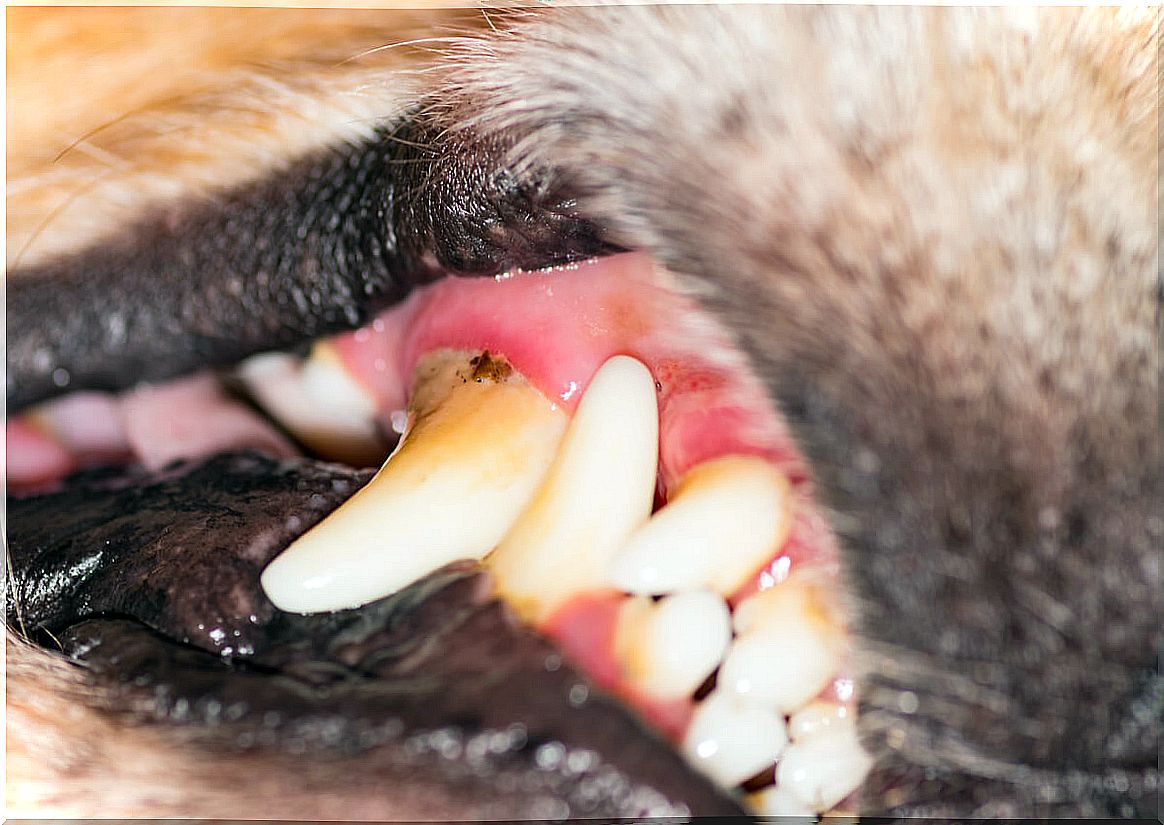 Tartar in the mouth of a dog.