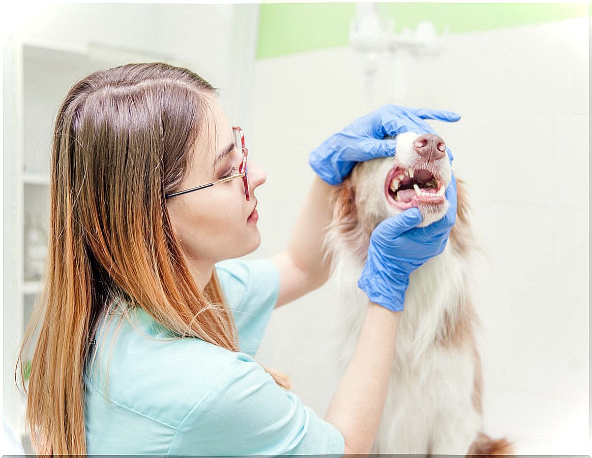 A veterinarian cleans a dog's teeth.