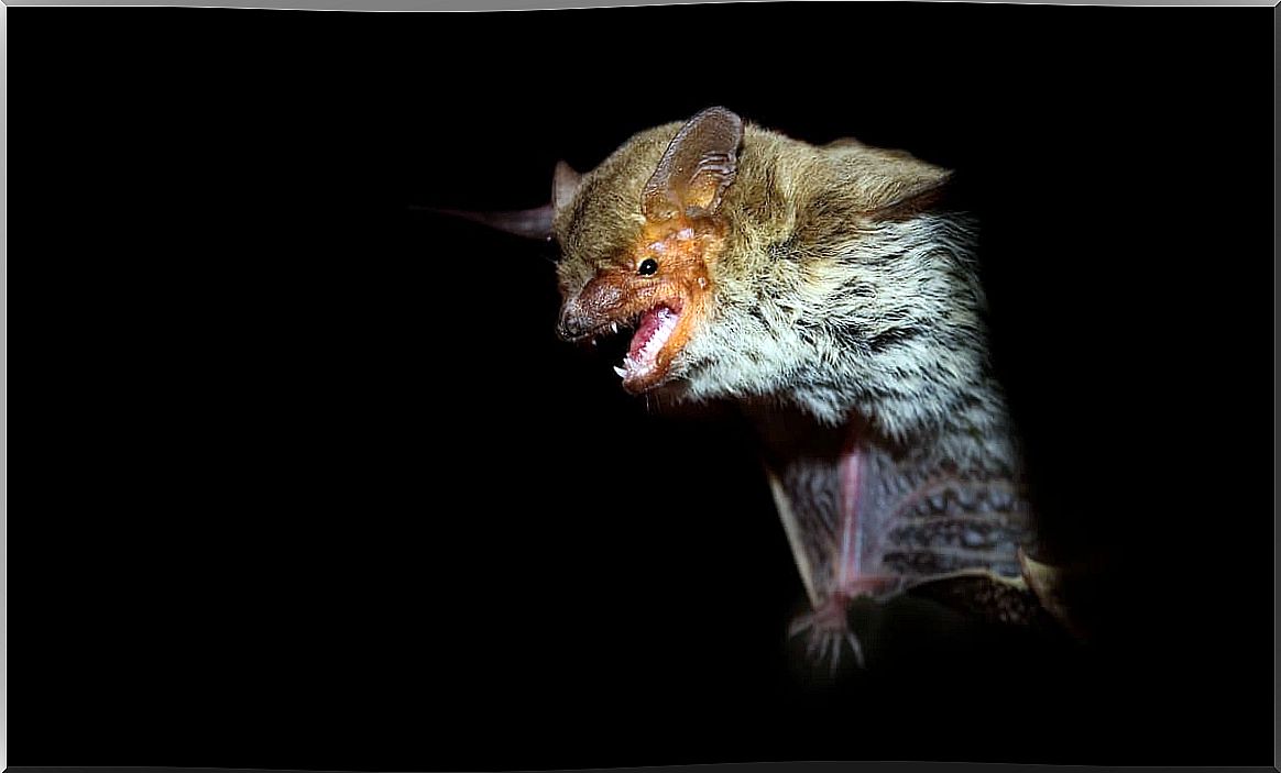 A bat on a black background.