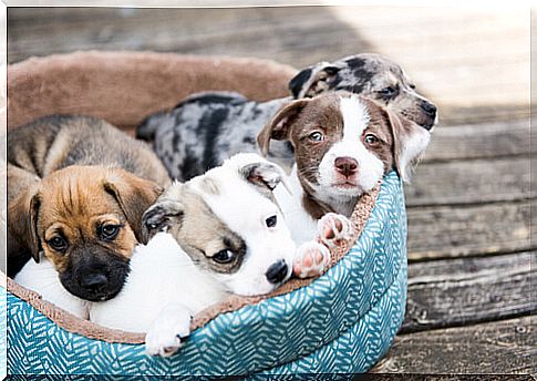 6 tips for the arrival of puppies