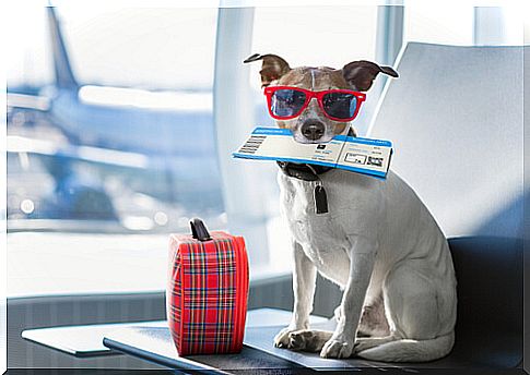 6 tips for traveling by plane with your pet