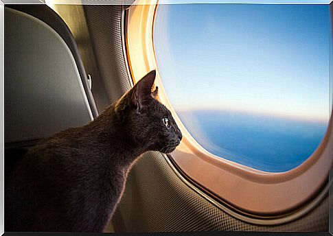 Cat looking out the window in an airplane.