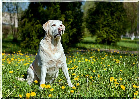 Sitting labrador retriever