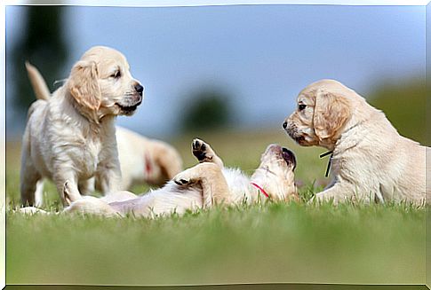 Golden retriever puppies