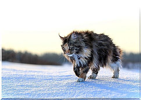 Maine coon