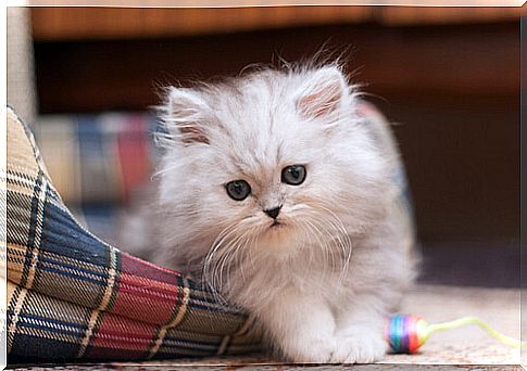 Persian cat