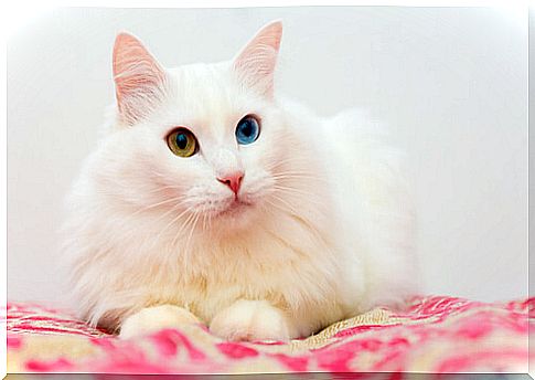 Angora cat lying down