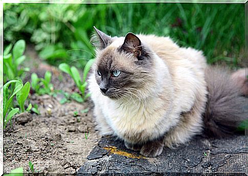 Balinese cat