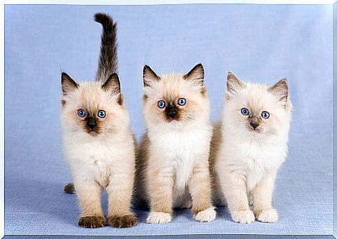 Ragdoll kittens