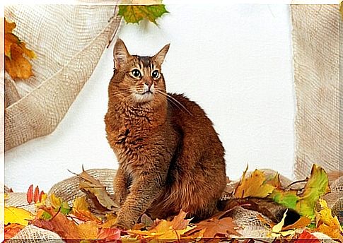 Somali cat