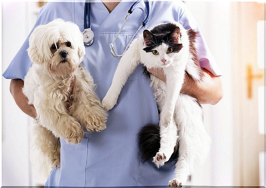 The veterinary consultation should be done periodically.