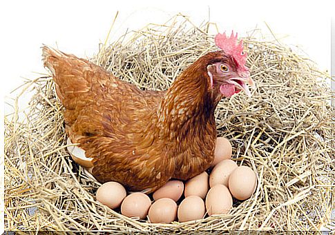 Chickens lay eggs every day