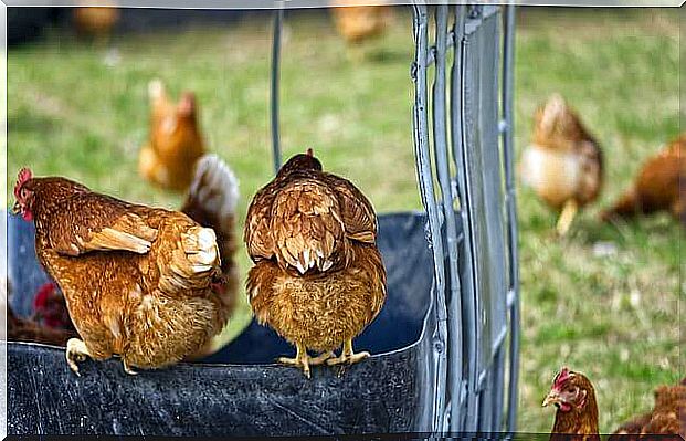 Chicken coop in your garden