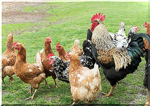 Chicken breeds