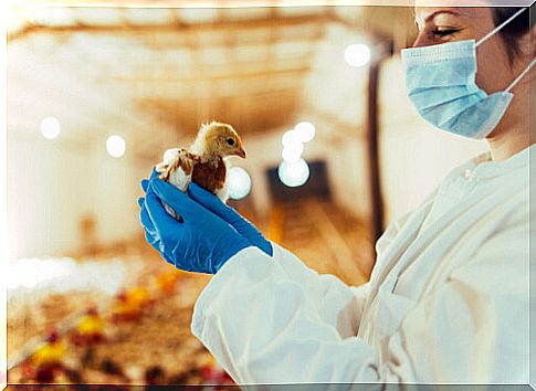 Chicken veterinary