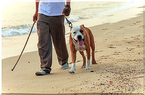 bull dog walking on the beach