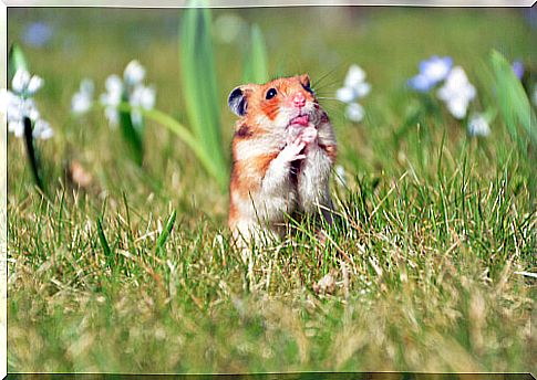 7 tips to create a garden for a rodent