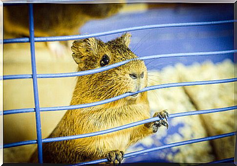 What to do if my hamster bites the bars