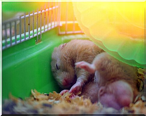 Heat stroke in hamsters