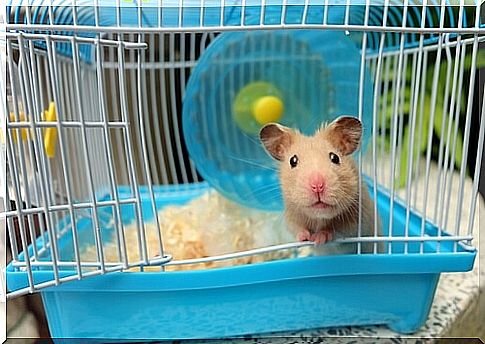 Cleaning a hamster's cage