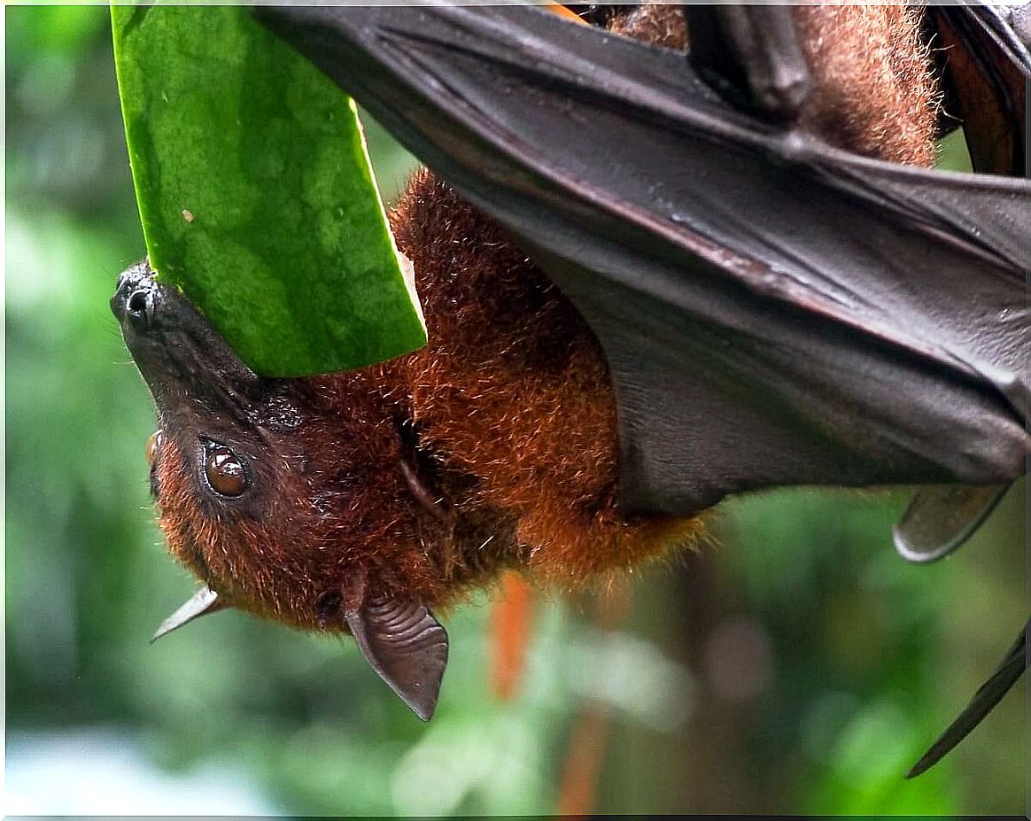 8 characteristics of fruit bats