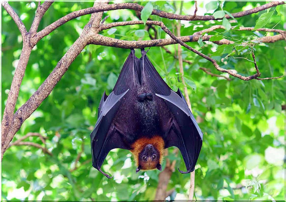 A fruit bat.