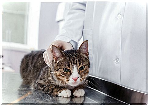 Cat at the vet