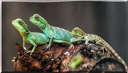 Family of lizards on a branch