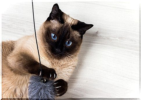 9 curiosities of the Siamese cat