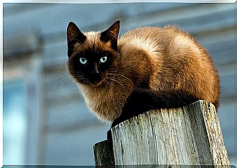 Siamese cat on a pole