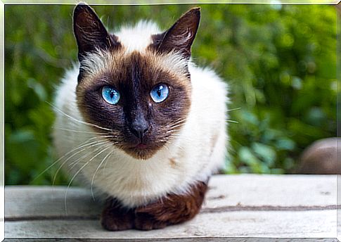 Siamese cat on the wood.