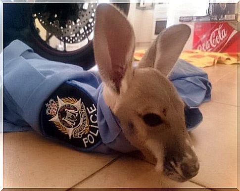 Baby kangaroo adopted at Australian police station