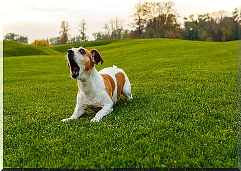 A barking translator