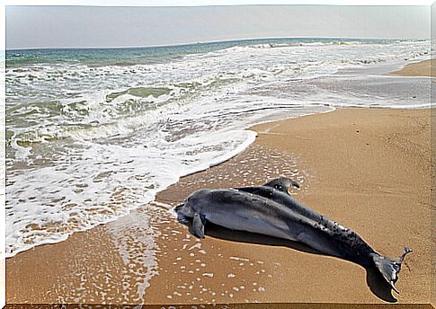 A dog saves a baby dolphin that was stranded on a beach