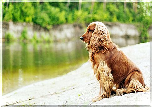 Cocker spaniel