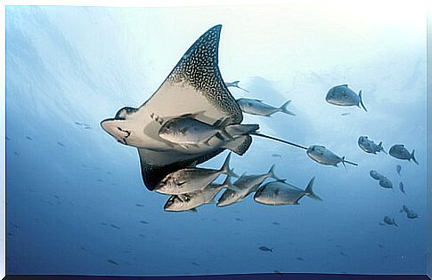 A little known marine species: stingrays