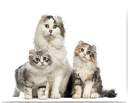 American curl: care and characteristics