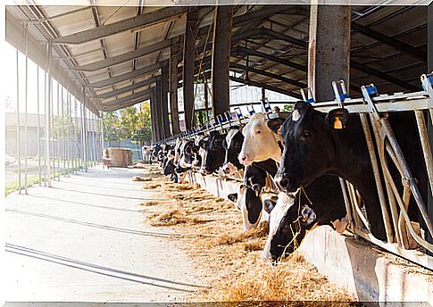 Animal abuse on an organic farm in France sparks scandal