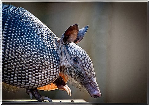 Armadillo.