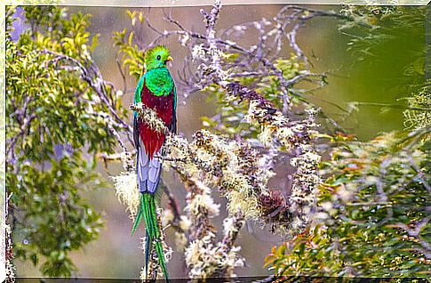 Quetzal.