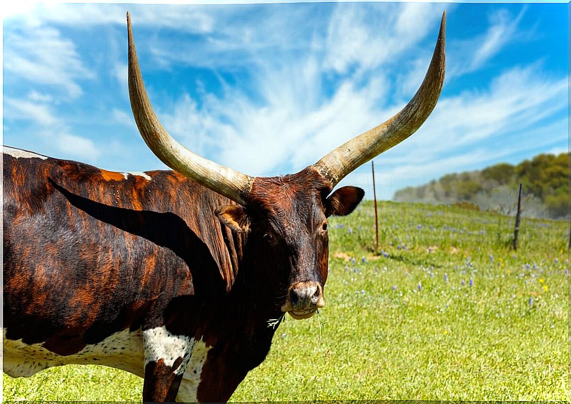 Ankole-Watusi: characteristics, reproduction and feeding