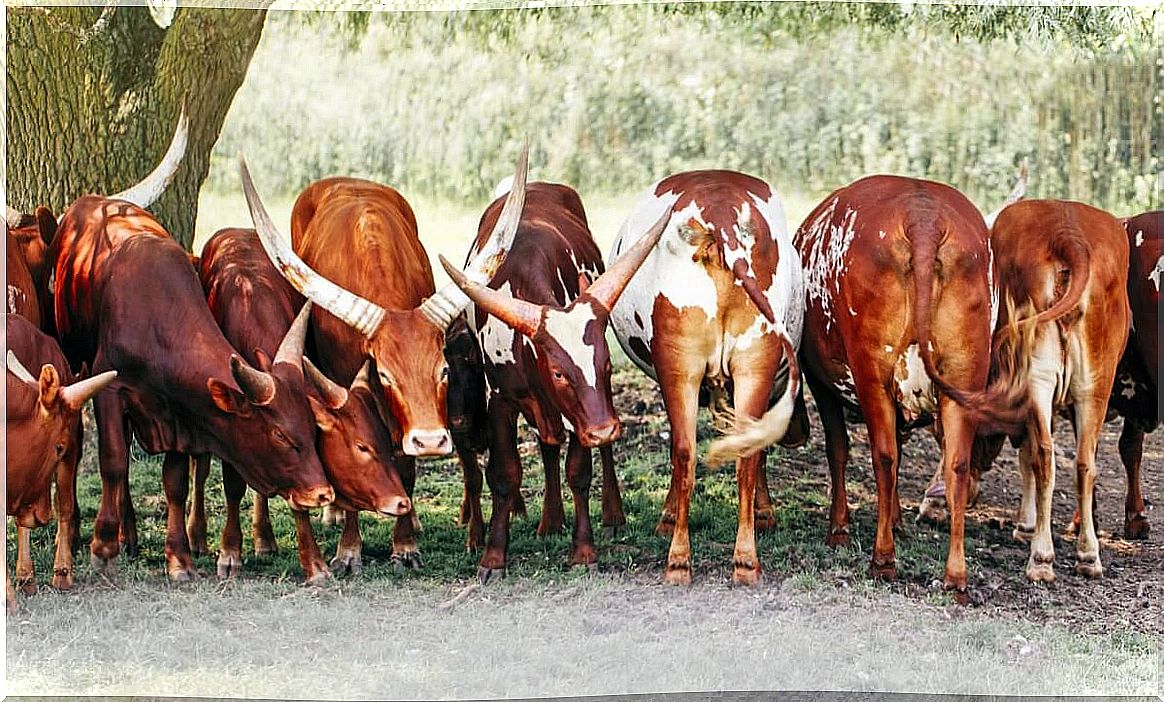 A group of Ankole-watusi.