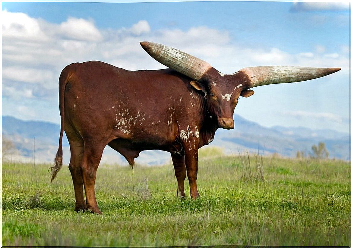 A cow with huge horns.