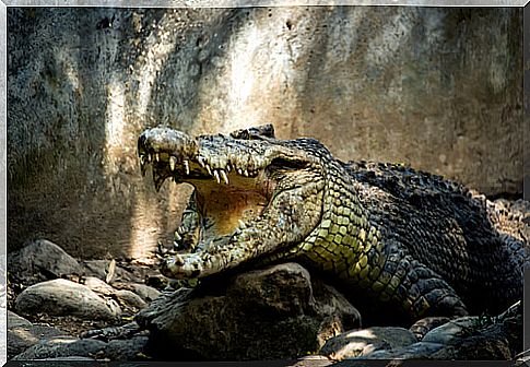 Are crocodiles aggressive?