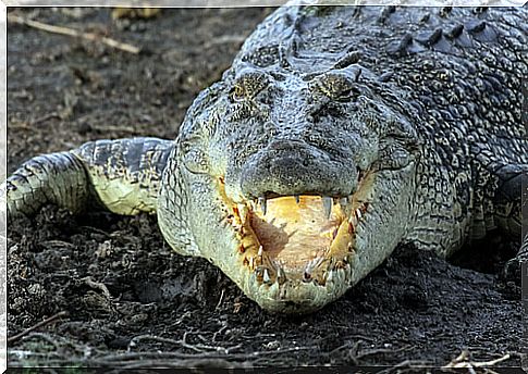 Marine crocodile: feeding