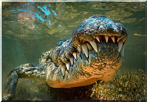 Marine crocodile: habitat