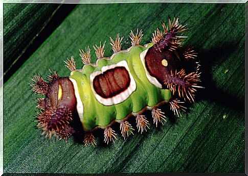 Are there caterpillars that can be dangerous?