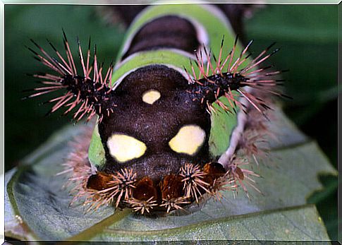 The saddled caterpillar (Acharia stimulea).