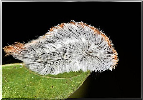 The cat or stuffed caterpillar (Megalopyge opercularis).